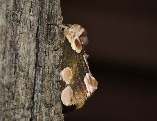 Thyatira batis Drepanidae